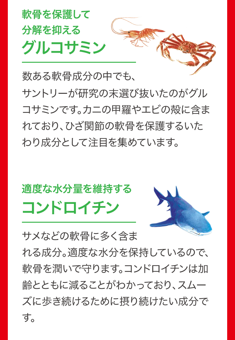 軟骨を保護して
分解を抑える
グルコサミン
数ある軟骨成分の中でも、
サントリーが研究の末選び抜いたのがグル
コサミンです。カニの甲羅やエビの殻に含ま
れており、ひざ関節の軟骨を保護するいた
わり成分として注目を集めています。
適度な水分量を維持する
コンドロイチン
サメなどの軟骨に多く含ま
れる成分。適度な水分を保持しているので、
軟骨を潤いで守ります。 コンドロイチンは加
齢とともに減ることがわかっており、スムー
ズに歩き続けるために摂り続けたい成分で
す。