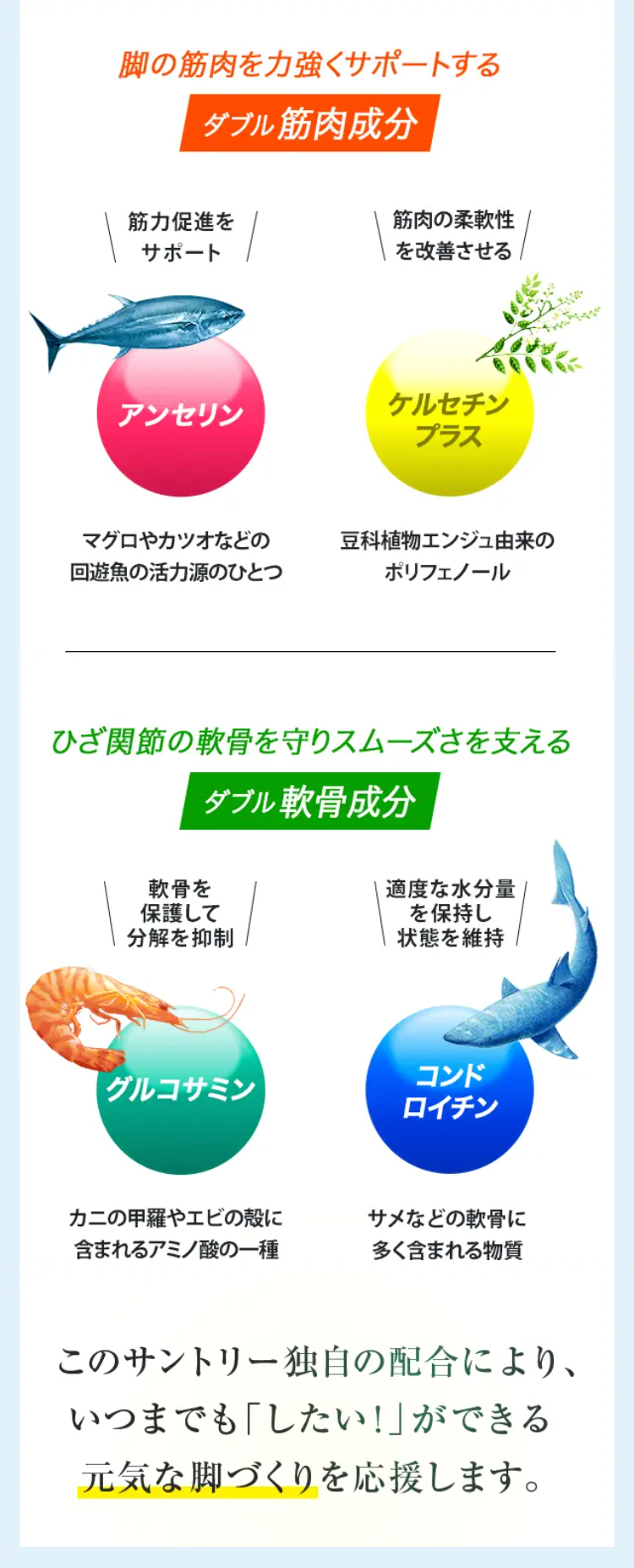 脚の筋肉を力強くサポートするダブル筋肉成分 筋肉の血流を改善 アンセリン マグロやカツオなどの回遊魚の活力源のひとつ　脚の筋肉を守る ケルセチンプラス 豆科植物エンジュ由来のポリフェノール

ひざ関節の軟骨を守りスムーズさを支える ダブル軟骨成分　軟骨を保護して分解を抑制 グルコサミン カニの甲羅やエビの殻に含まれるアミノ酸の一種　適度な水分量を保持し状態を維持 コンドロイチン　サメなどの軟骨に多く含まれる物質

このサントリー独自の配合により、いつまでも「したい！」ができる元気な脚づくりを応援します。