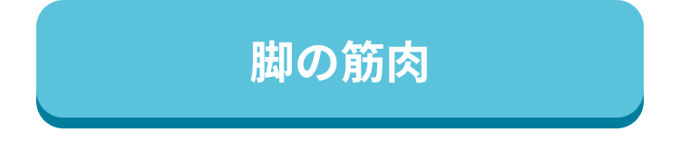 脚の筋肉