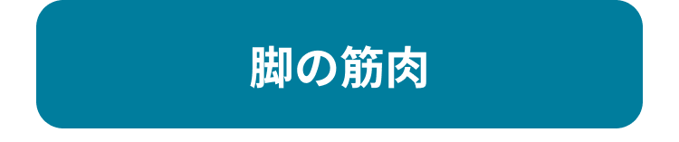 脚の筋肉