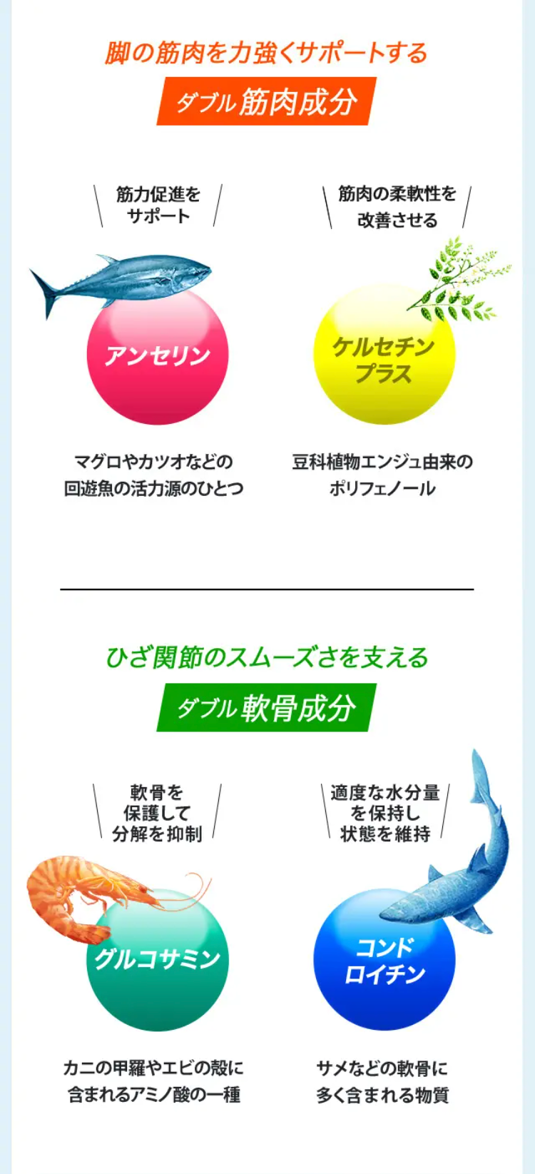 脚の筋肉を力強くサポートするダブル筋肉成分
筋肉の血流を改善　アンセリン　マグロやカツオなどの回遊魚の活力源のひとつ
脚の筋肉を守る　ケルセチンプラス　豆科植物エンジュ由来のポリフェノール

ひざ関節のスムーズさを支える
ダブル軟骨成分
軟骨を保護して分解を抑制　グルコサミン　カニの甲羅やエビの殻に含まれるアミノ酸の一種
適度な水分量を保持し状態を維持　コンドロイチン　サメなどの軟骨に多く含まれる物質